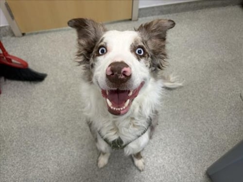 ASHER - Australian Shepherd / Border Collie available for adoption