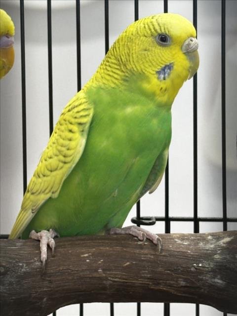 CHIP - Budgie/Budgerigar available for adoption