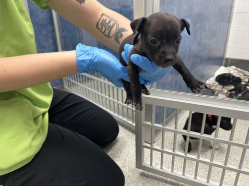 CAM - Chihuahua / Pit Bull Terrier for adoption in Fort Collins