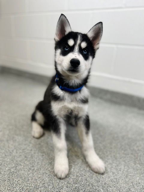 TUCK - Siberian Husky available for adoption