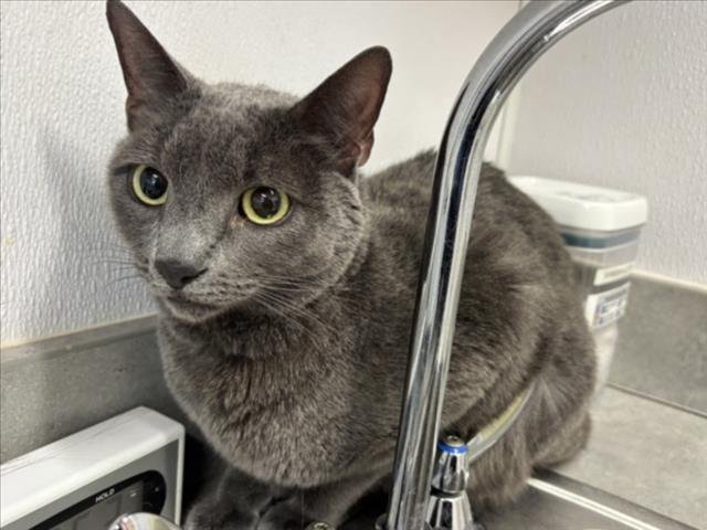 CROCKPOT - Domestic Short Hair available for adoption