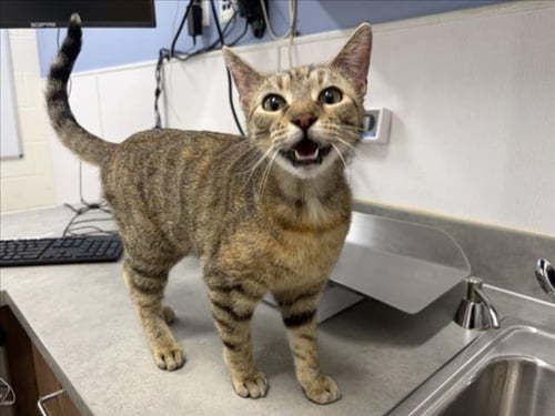 BECKY - Domestic Short Hair available for adoption