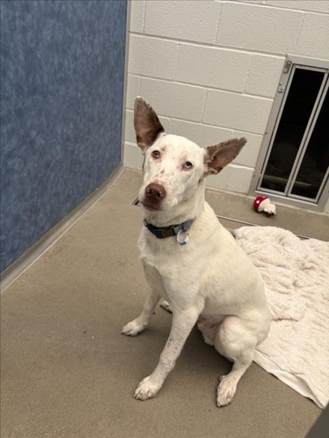 RUMBLE - Australian Cattle Dog/Blue Heeler / German Shepherd Dog available for adoption