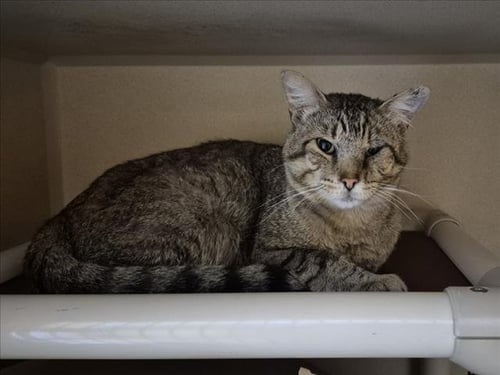 ACE - Domestic Short Hair available for adoption