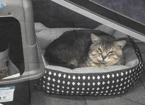 SUGAR DONUT - Domestic Short Hair available for adoption