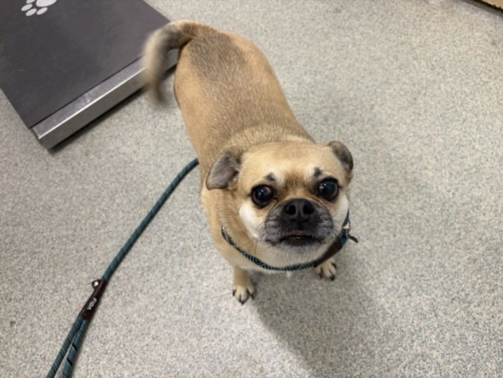 CROUTON - Pug available for adoption