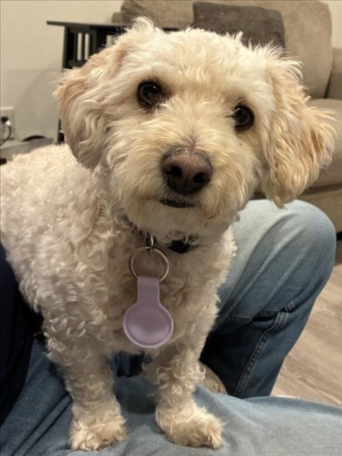 YUKI - Poodle (Miniature) available for adoption