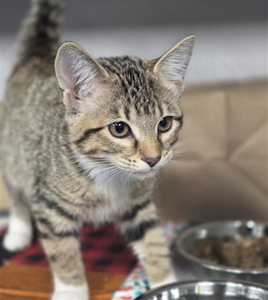 BREAD - Domestic Short Hair available for adoption