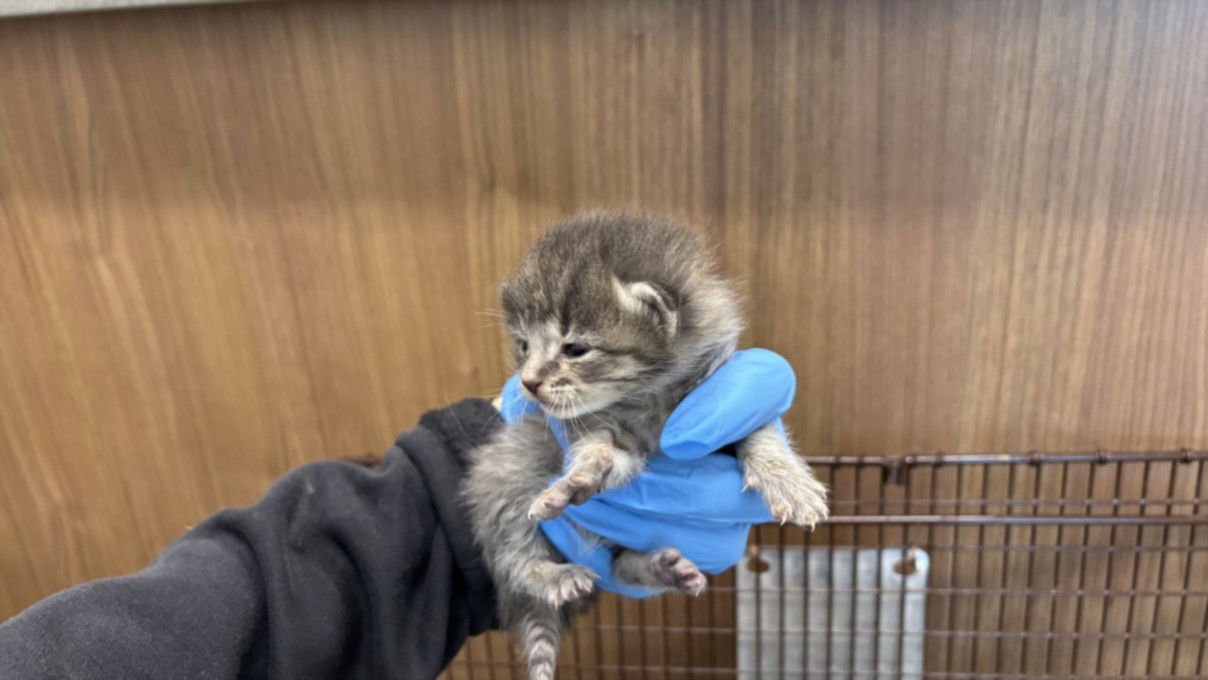 SUZIE SPARKLE - Domestic Short Hair available for adoption