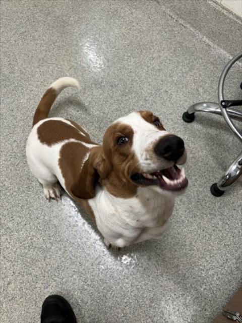 HANK - Basset Hound available for adoption