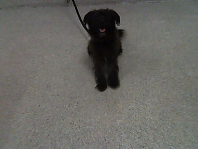 SQUIGGLES - Cairn Terrier / Poodle (Miniature) available for adoption