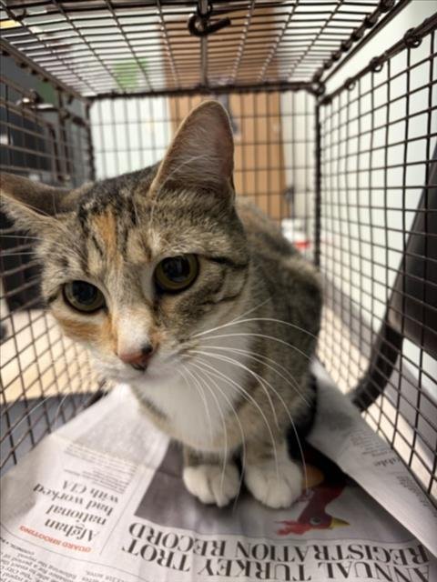 BELLE - Domestic Short Hair available for adoption