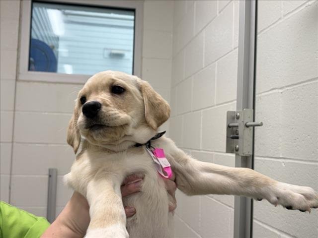 ROSE - Labrador Retriever / Great Dane available for adoption