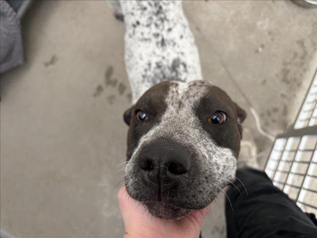 DARBY - Catahoula Leopard Dog / Pit Bull Terrier available for adoption
