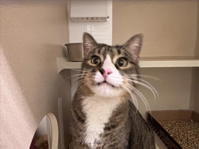 TIMMY - Domestic Short Hair available for adoption