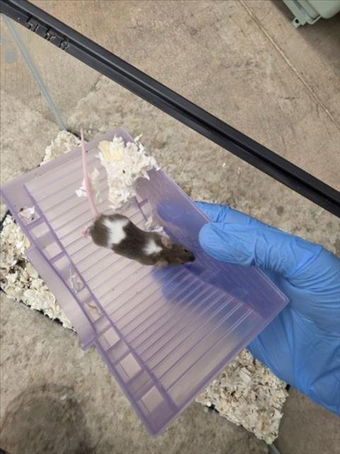 KRAKEN - Mouse available for adoption