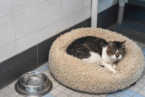 FANTA - Domestic Short Hair available for adoption