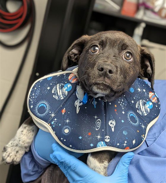 BANZAI - Cane Corso Mastiff / Australian Cattle Dog/Blue Heeler available for adoption