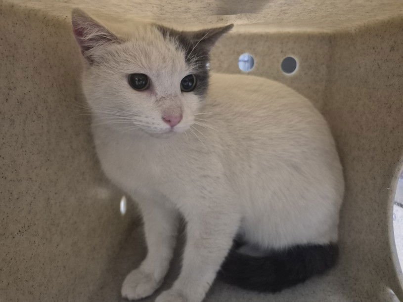 ADORA - Domestic Short Hair available for adoption