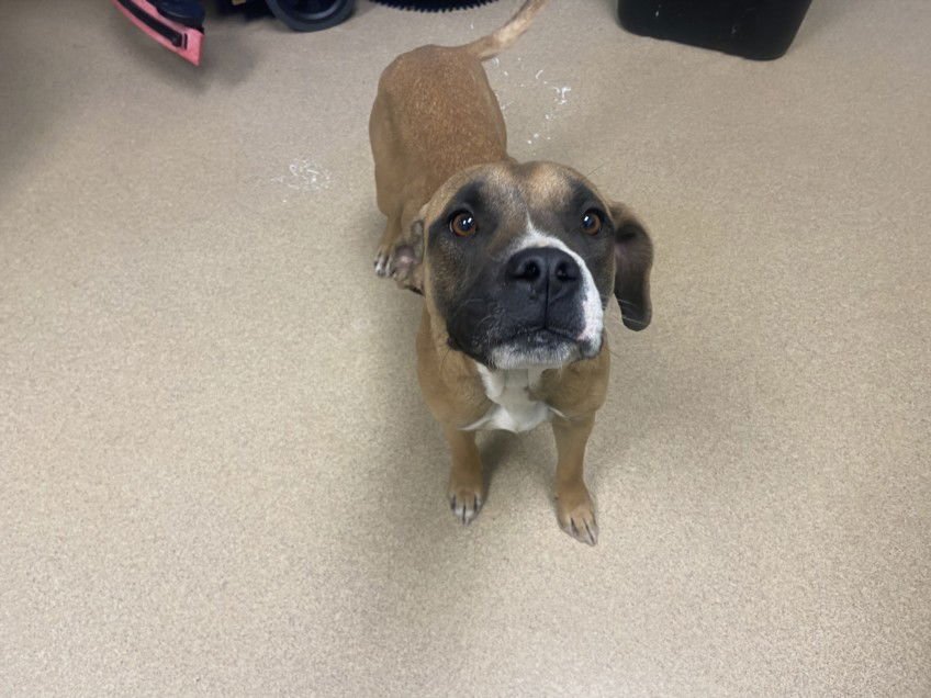 TULIP - Pit Bull Terrier available for adoption