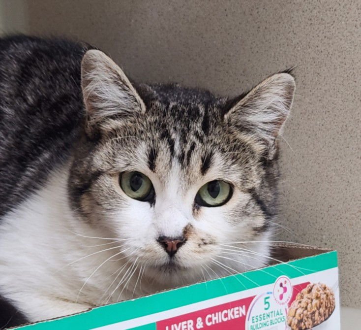 ALLISON - Domestic Short Hair available for adoption