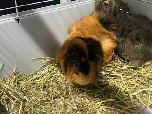 NUGGET - Guinea Pig available for adoption