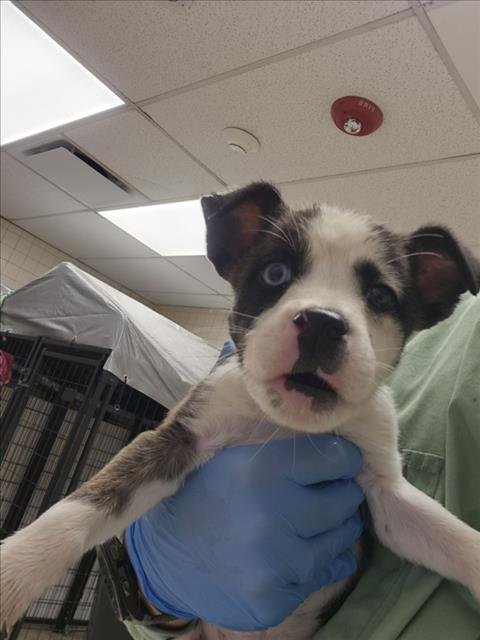 LATTE - Siberian Husky / Boxer available for adoption
