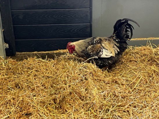 WILBUR - Chicken available for adoption