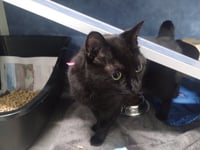 MAVIS - Photo 1