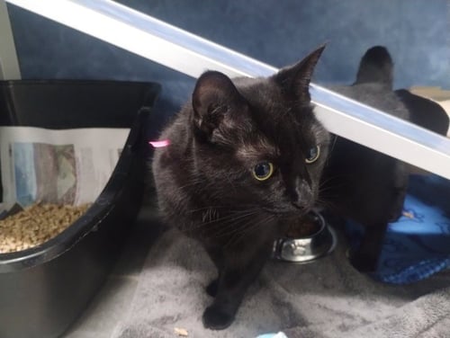 MAVIS - Domestic Short Hair available for adoption