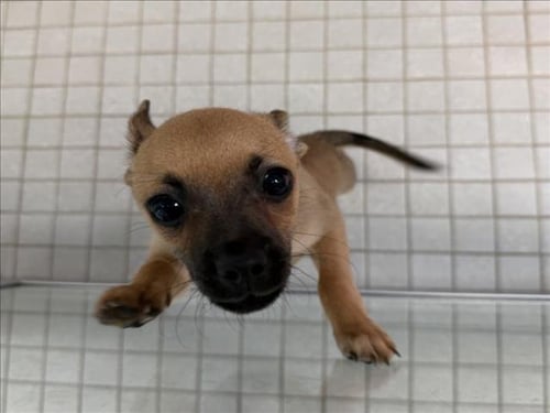 MUNCHKIN - Chihuahua / Rat Terrier available for adoption