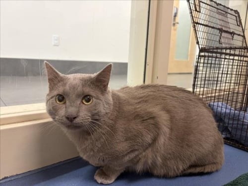 DUMPLING - Domestic Short Hair available for adoption