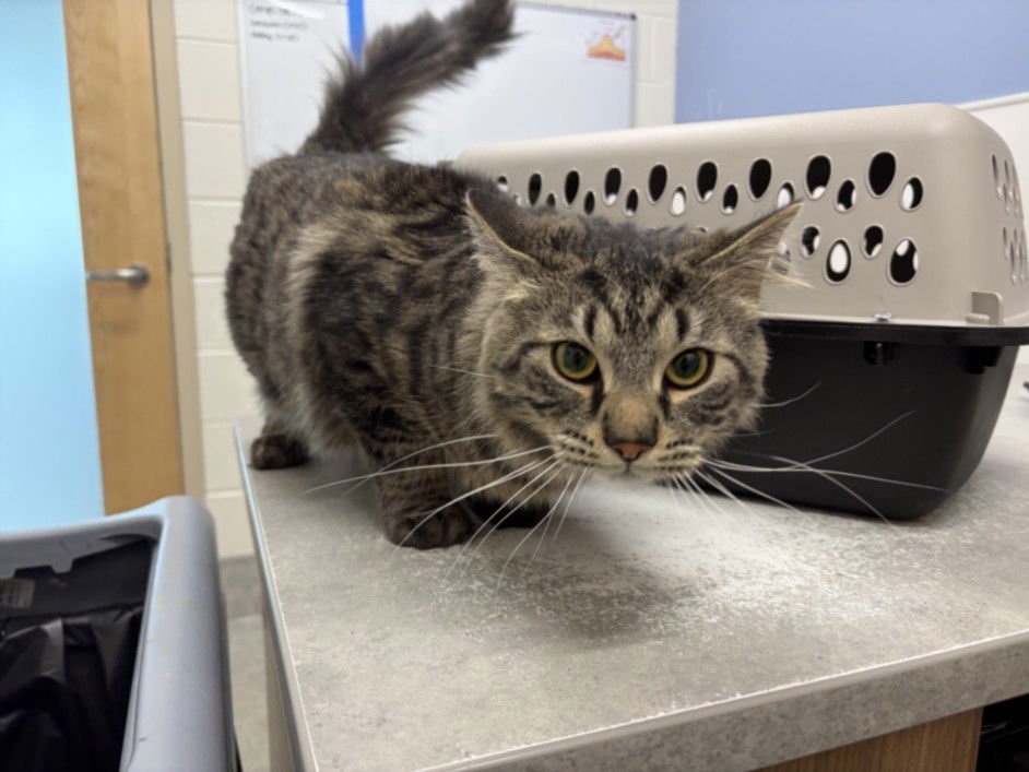 ARCHIBALD - Domestic Medium Hair available for adoption