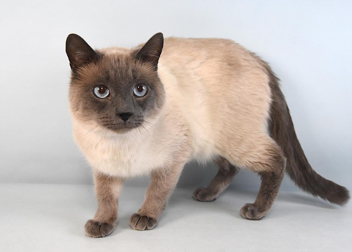 BLEU - Siamese available for adoption