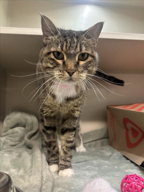 GIRL BOSS - Domestic Short Hair available for adoption