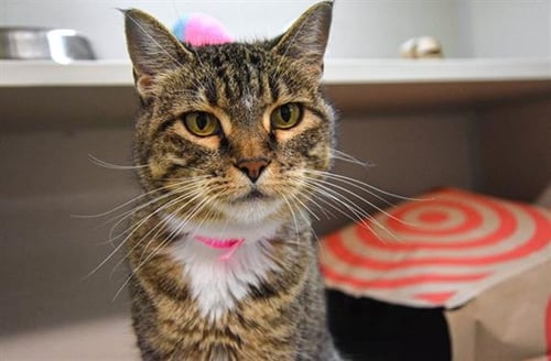 GIRL BOSS - Domestic Short Hair available for adoption