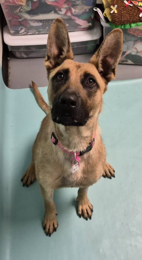 HONEY - Belgian Shepherd Malinois / German Shepherd Dog available for adoption