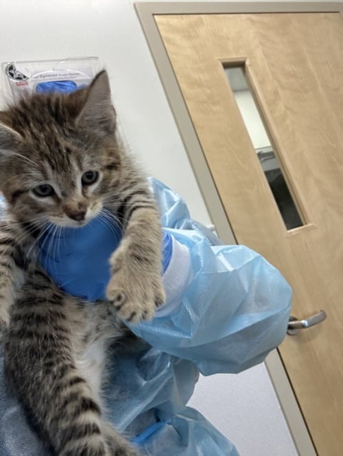 CEREBELLUM - Domestic Short Hair available for adoption