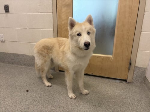 SHIRO - Siberian Husky for adoption in Fort Collins