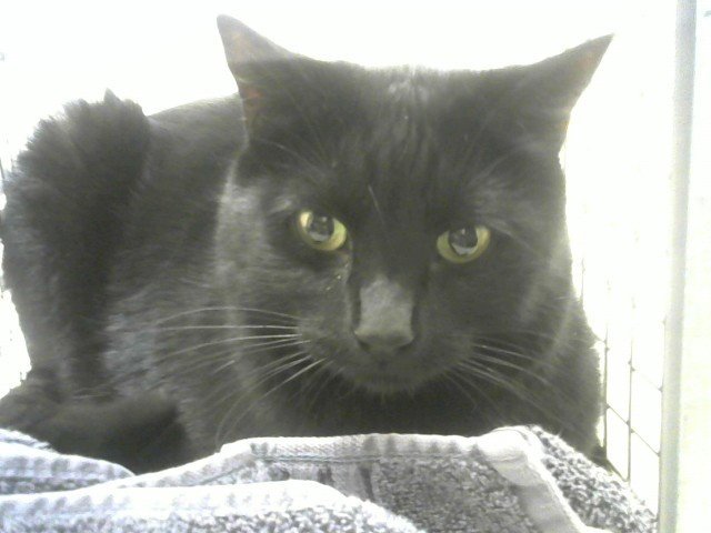 BAXTER Image