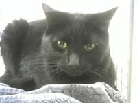 BAXTER - Photo 1