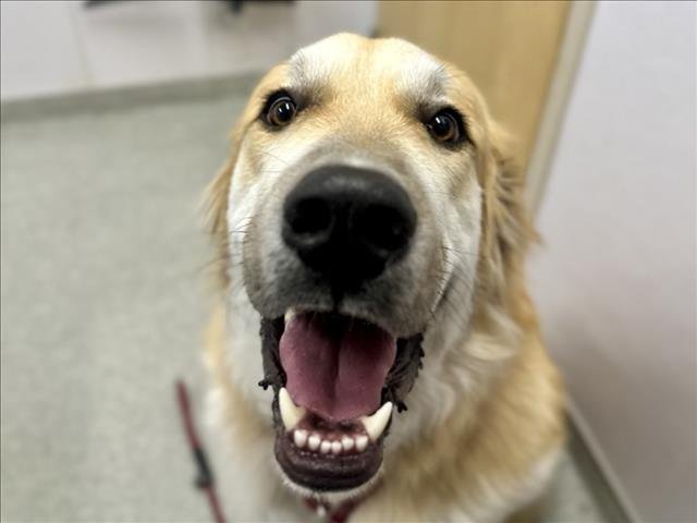 BANDIT - Great Pyrenees / Bernese Mountain Dog available for adoption