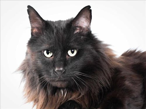 MORLUN - Domestic Long Hair for adoption in Fort Collins