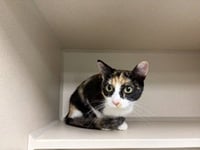 CINNAMON - Photo 1
