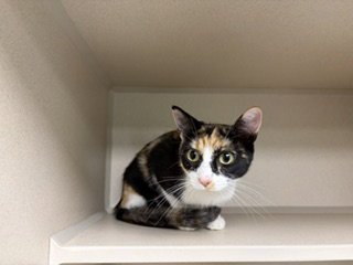 CINNAMON - Domestic Short Hair available for adoption