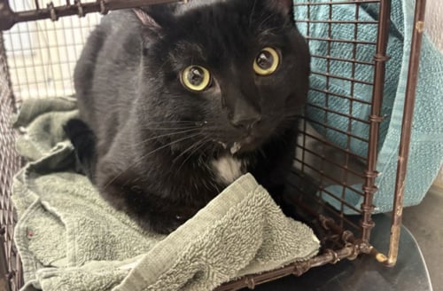 FREDDY - Domestic Short Hair available for adoption