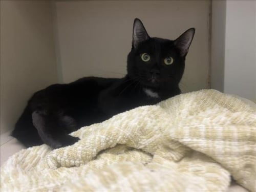 FREDDY - Domestic Short Hair available for adoption