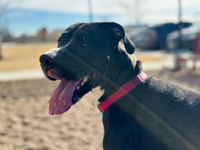 DAXTER - Great Dane / Staffordshire Bull Terrier available for adoption