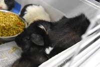 TRUFFLES - Photo 1