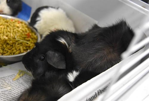 TRUFFLES - Guinea Pig available for adoption